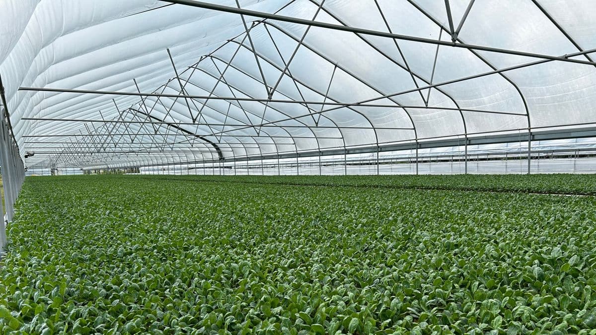 Valdosta Plant Company
