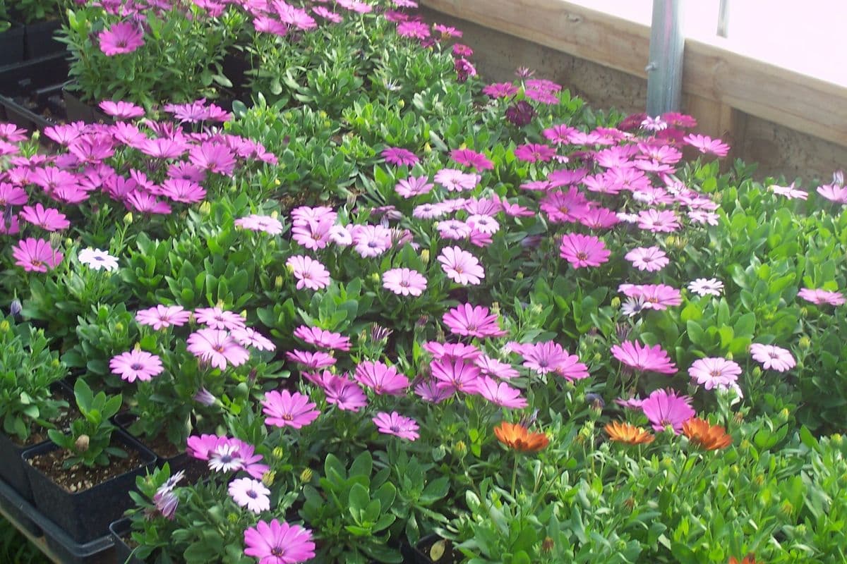 Valentine greenhouse