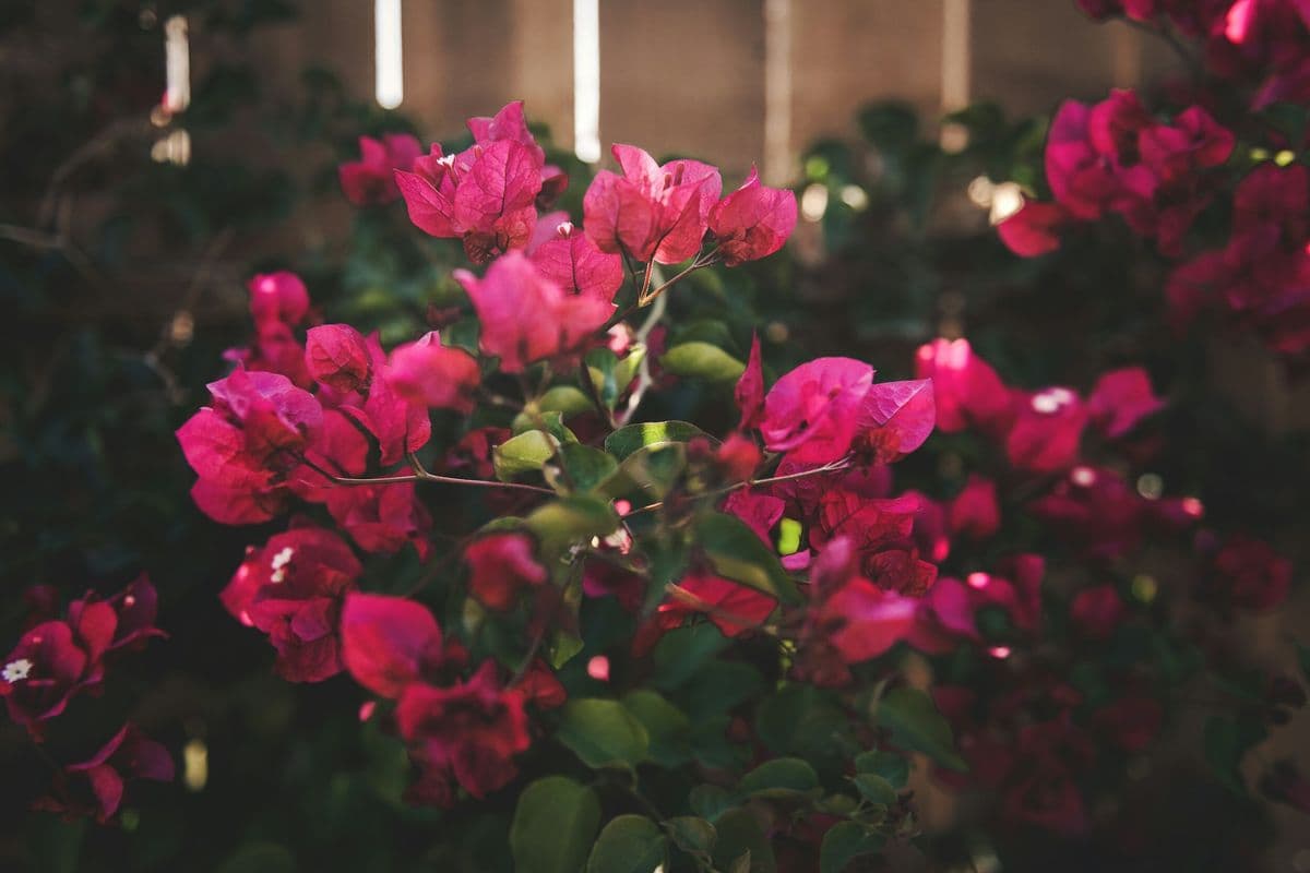 Vallecillos Garden Wholesale Nursery
