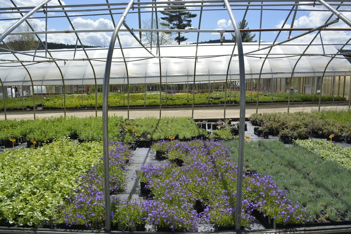 Van Berkum Nursery