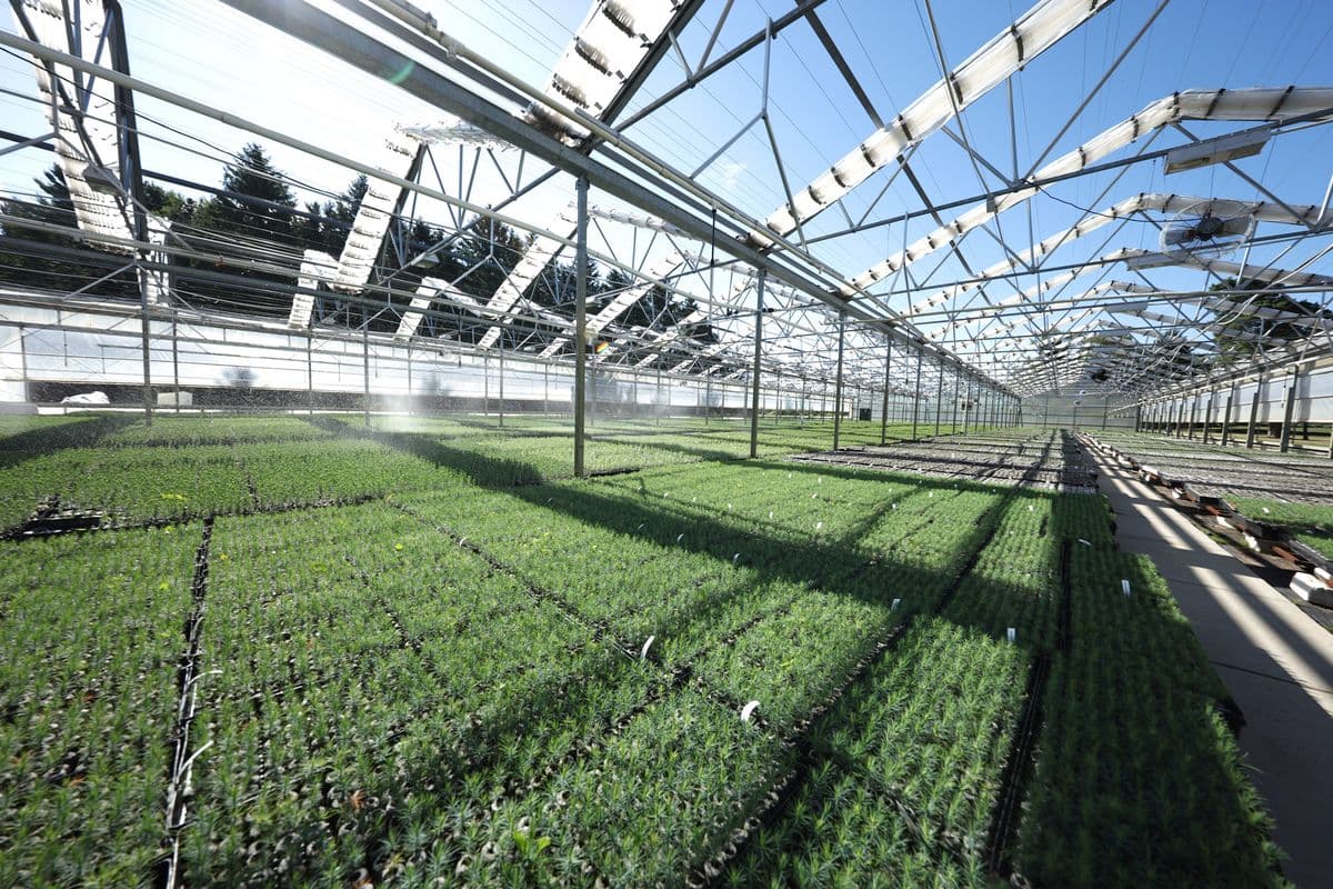 Vans Pines Nursery