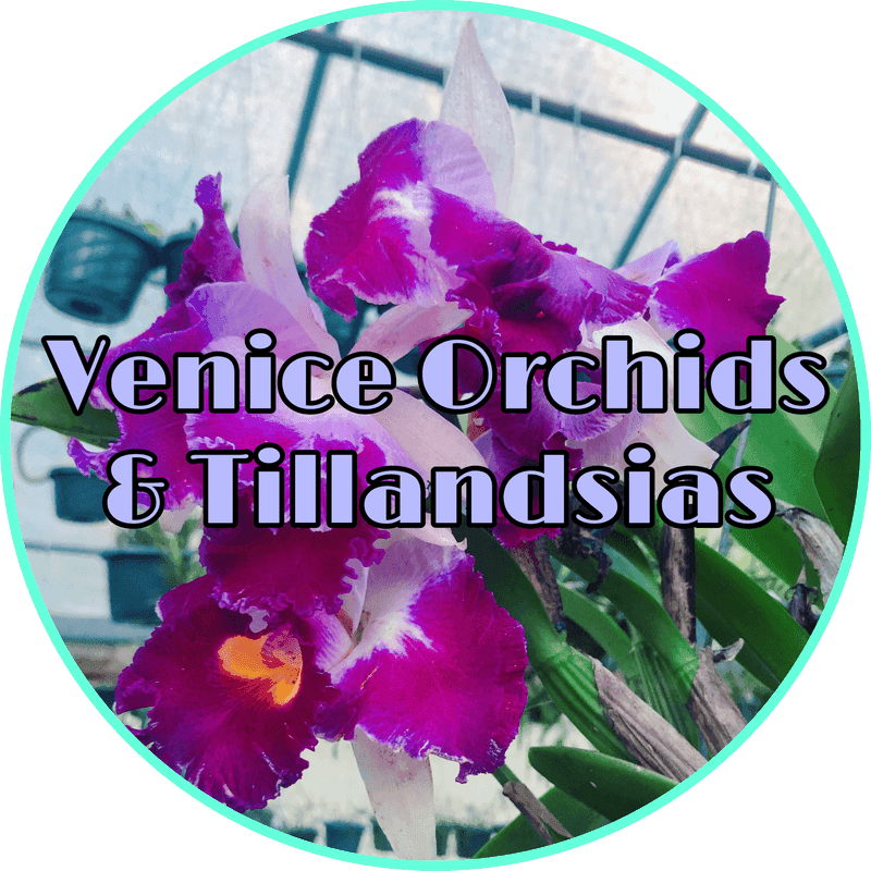 Venice Orchids & Tillandsias