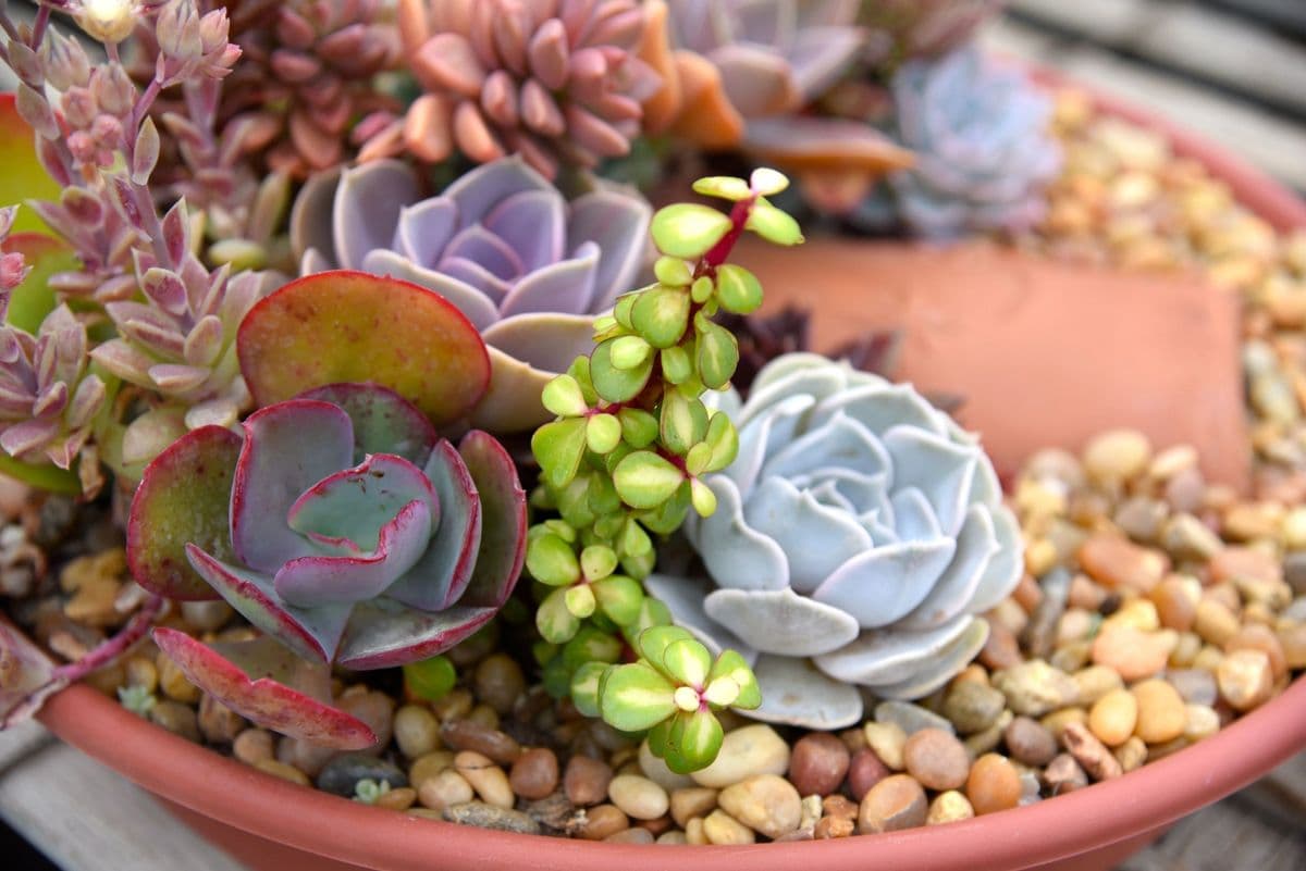 Verab Greenhouses