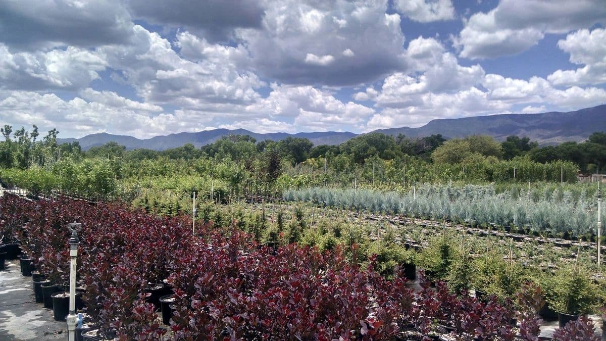 Verde River Growers
