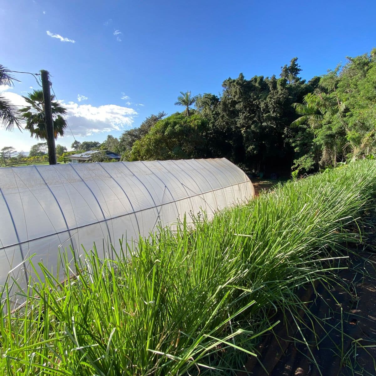 VeTiver Kauai