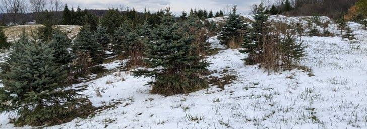 Victor Christmas Tree Farm