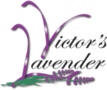 Victor's Lavender