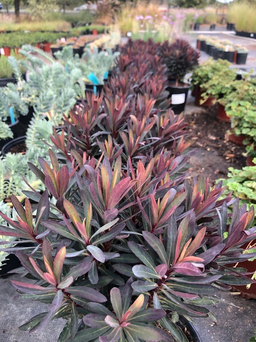 Vine & Branch Nursery