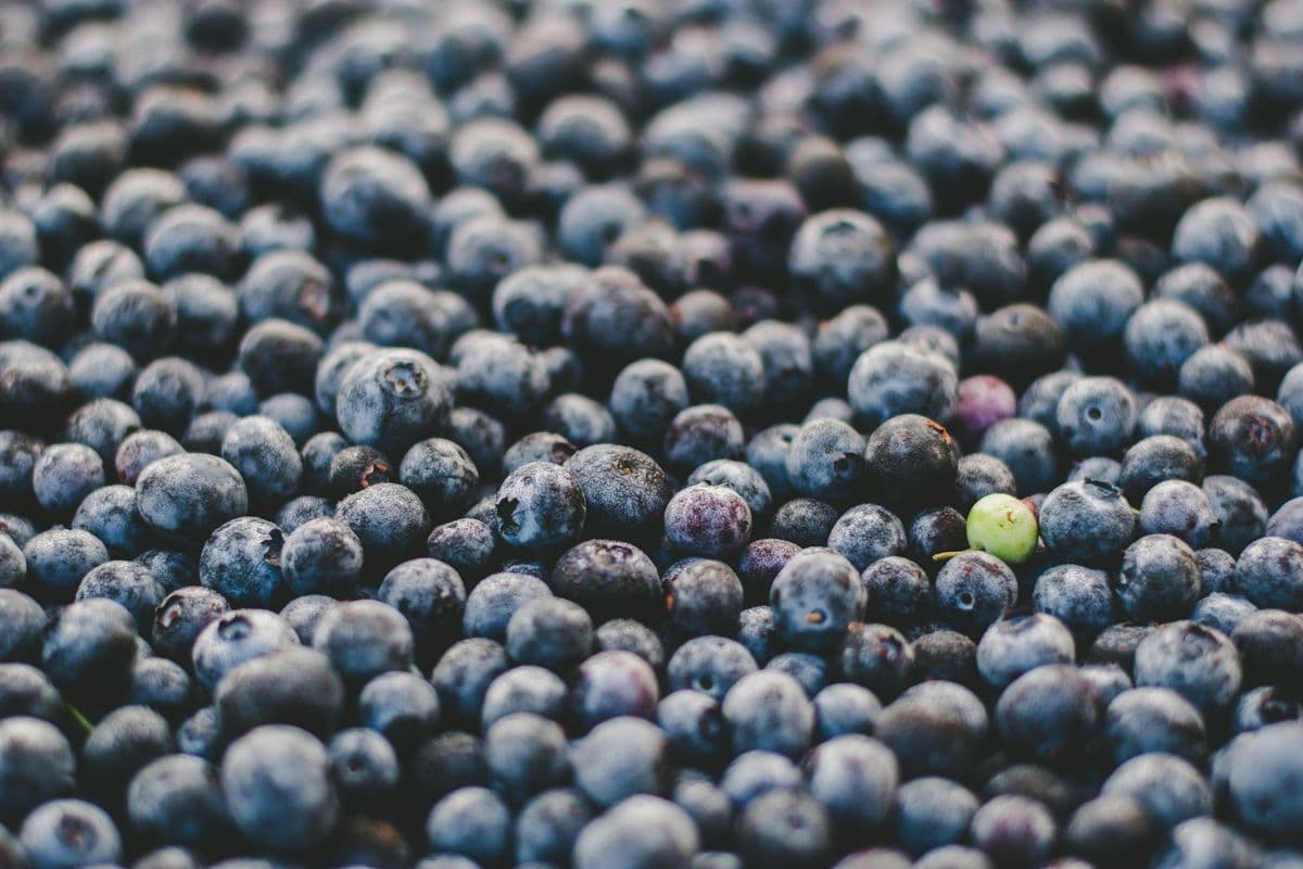 Virginia Berry Farm