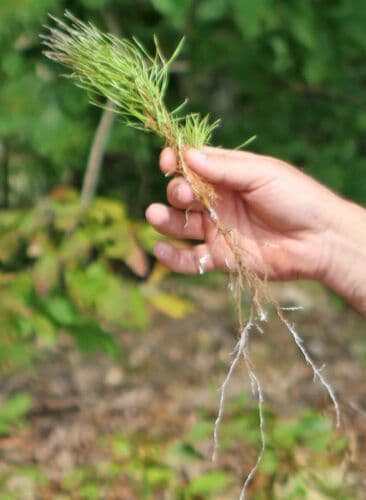 Virginia Department of Forestry Seedlings