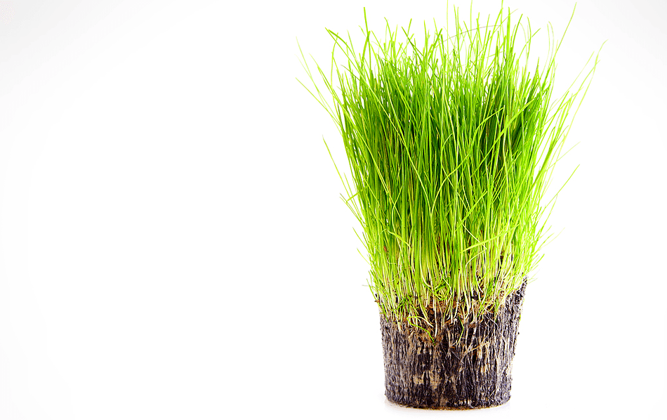 Vision Landscape Supply - Florida Region