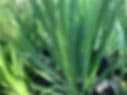 VIVA Garden & Market