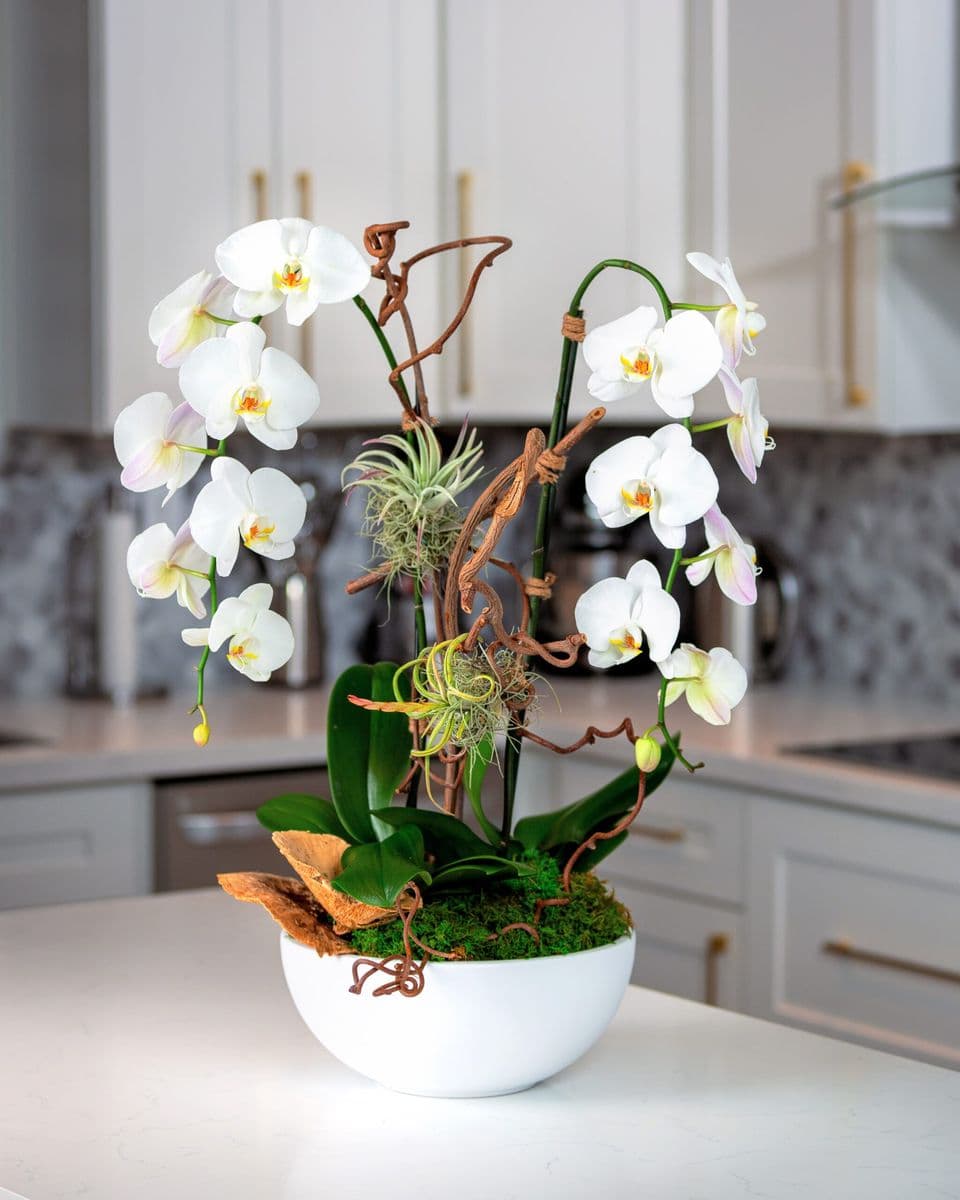 Viva Orchids of Boca Raton