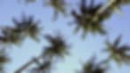 Vivid Palms