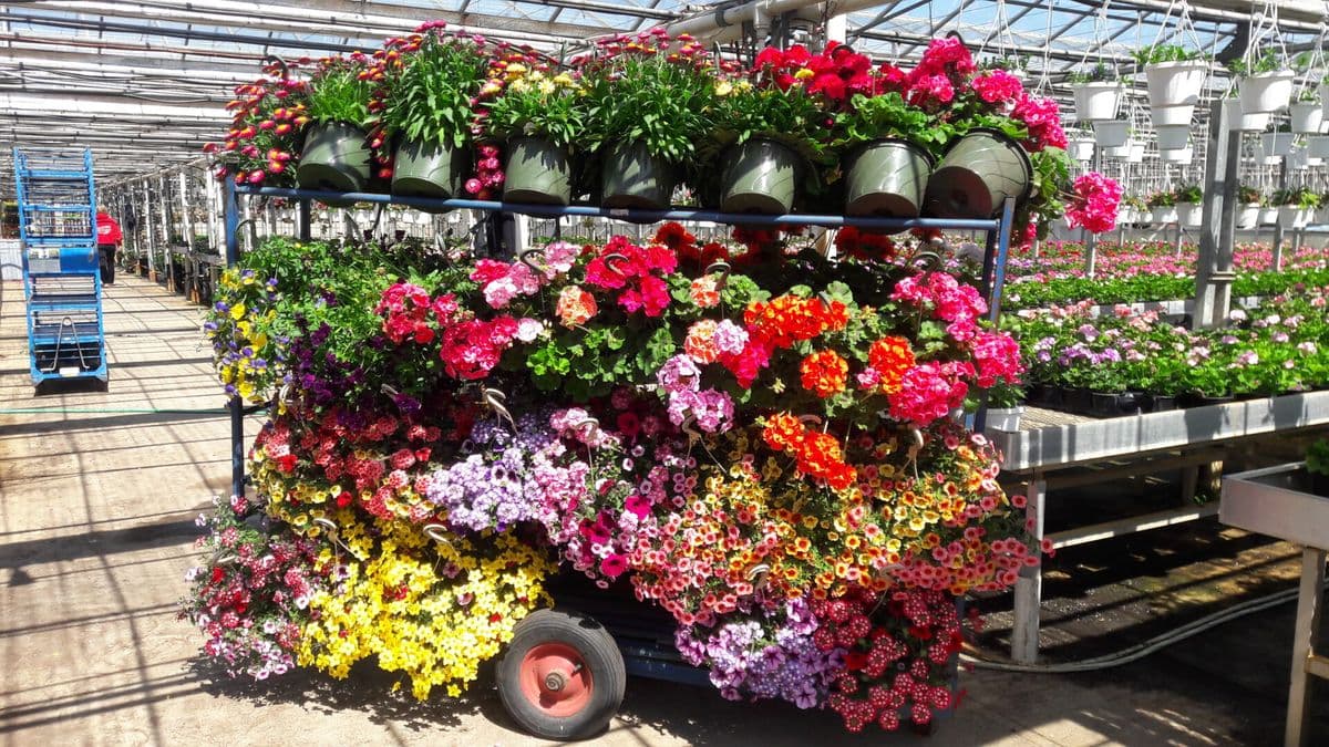 Voorhees Greenhouse LLC