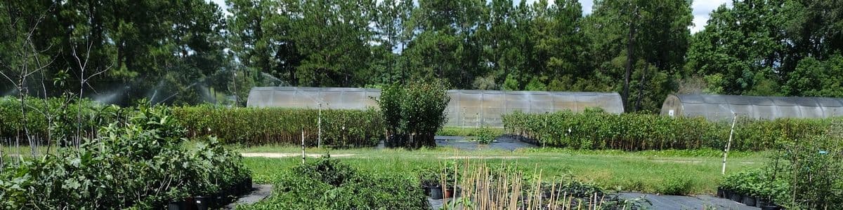 Wade Blueberry Nursery