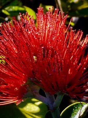 Waiahole Botanicals
