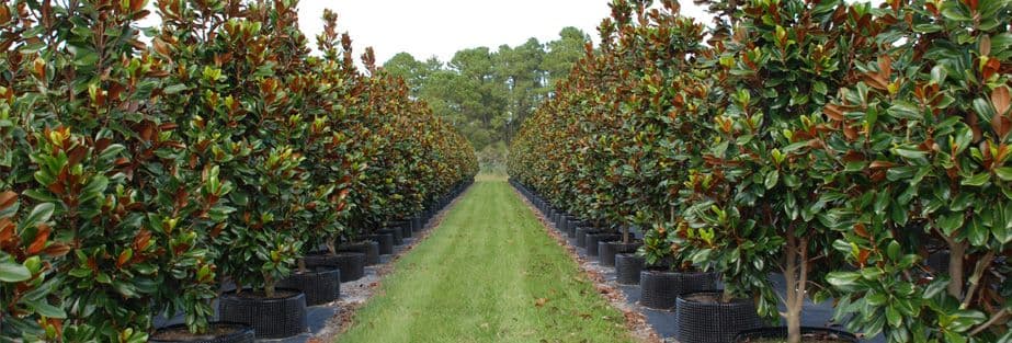 Walker Tree Farm