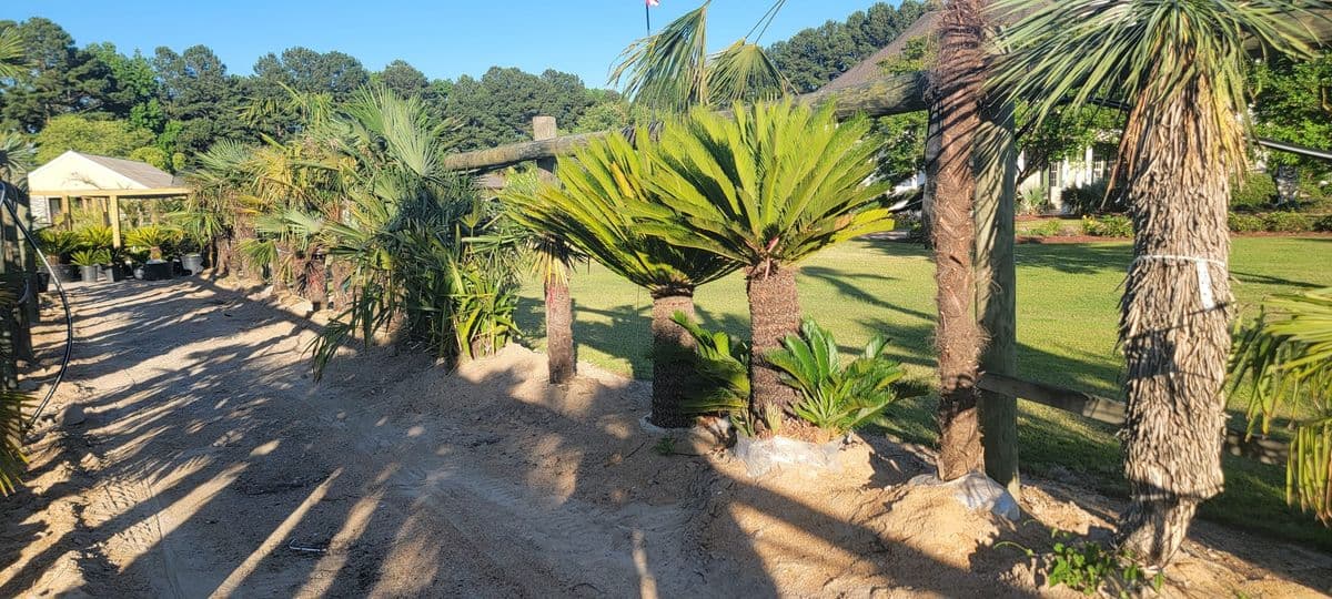 Walkers Palms and Exotic Plants