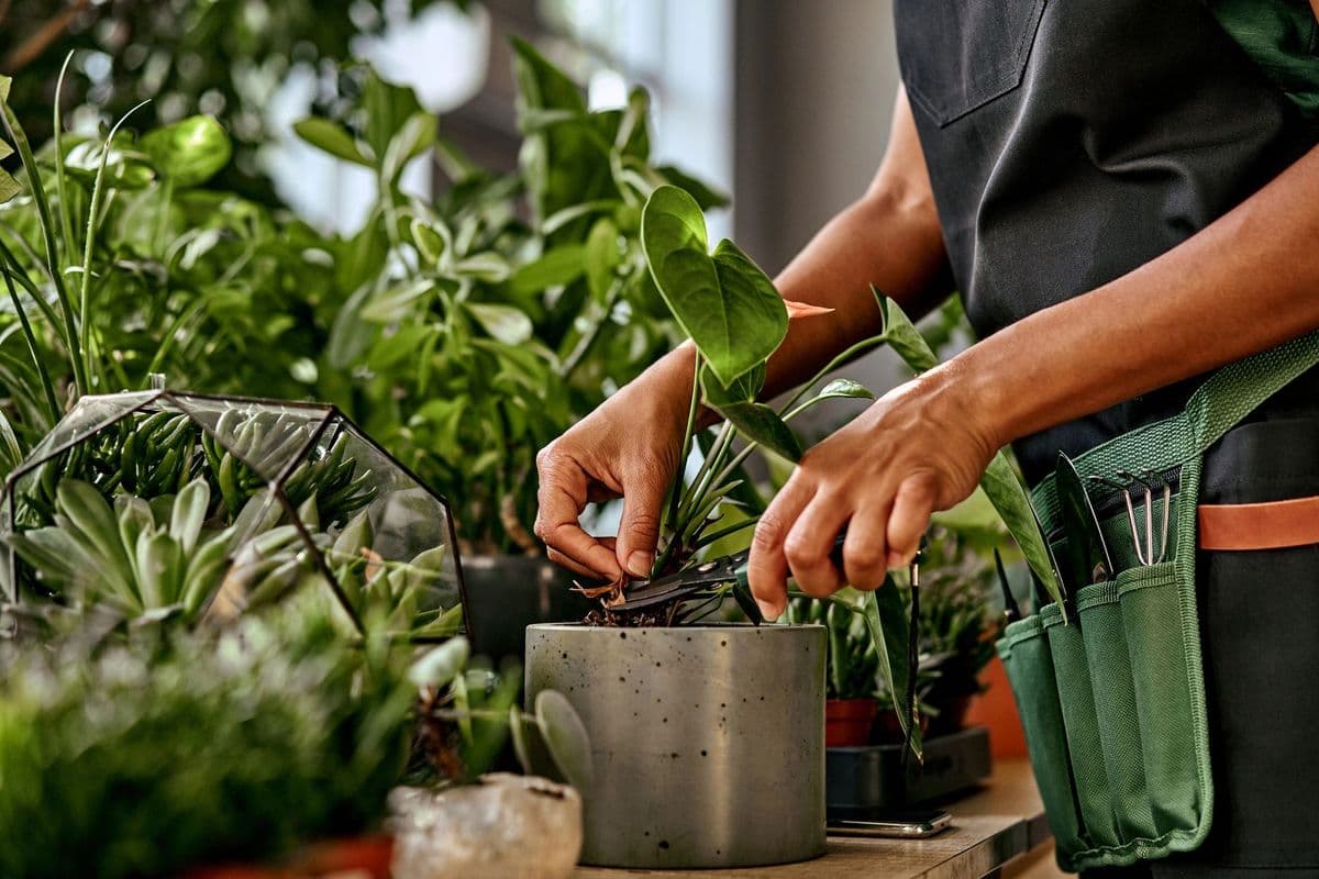 Wally's Old Florida Plant Shop