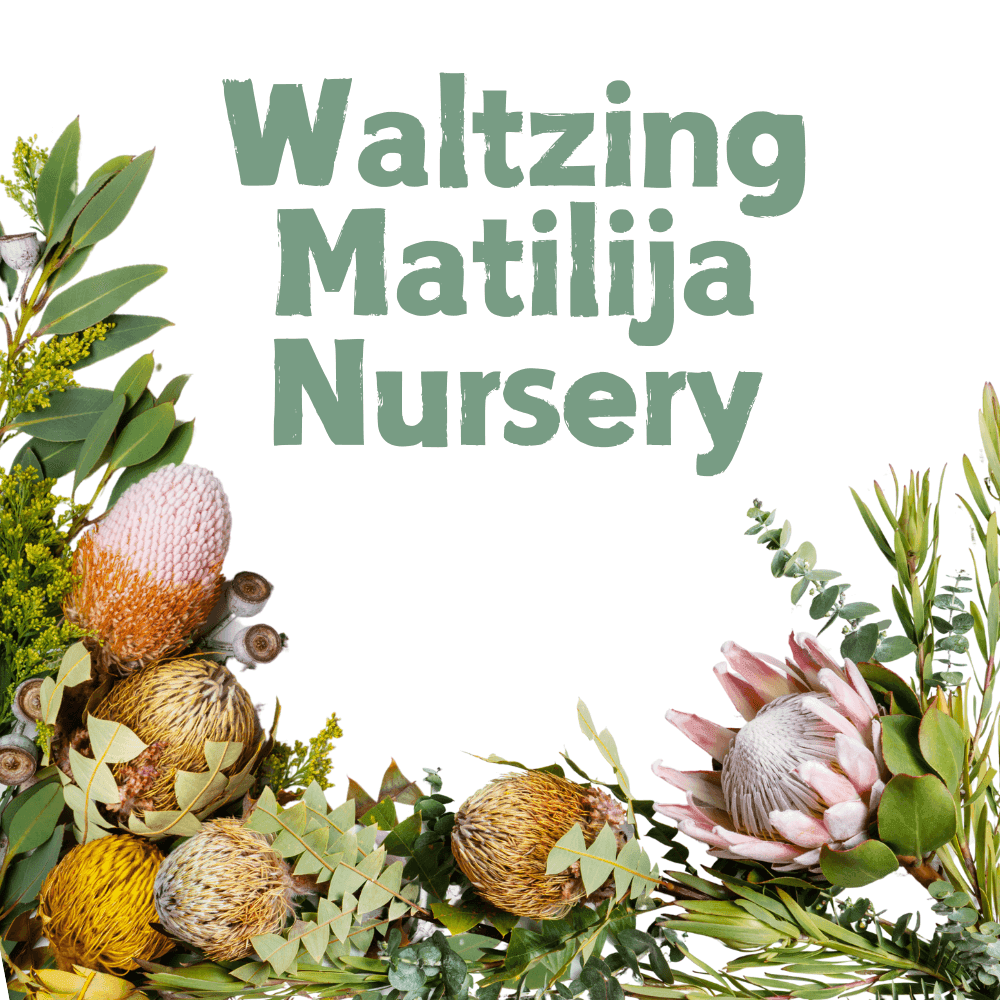 Waltzing Matilija Nursery