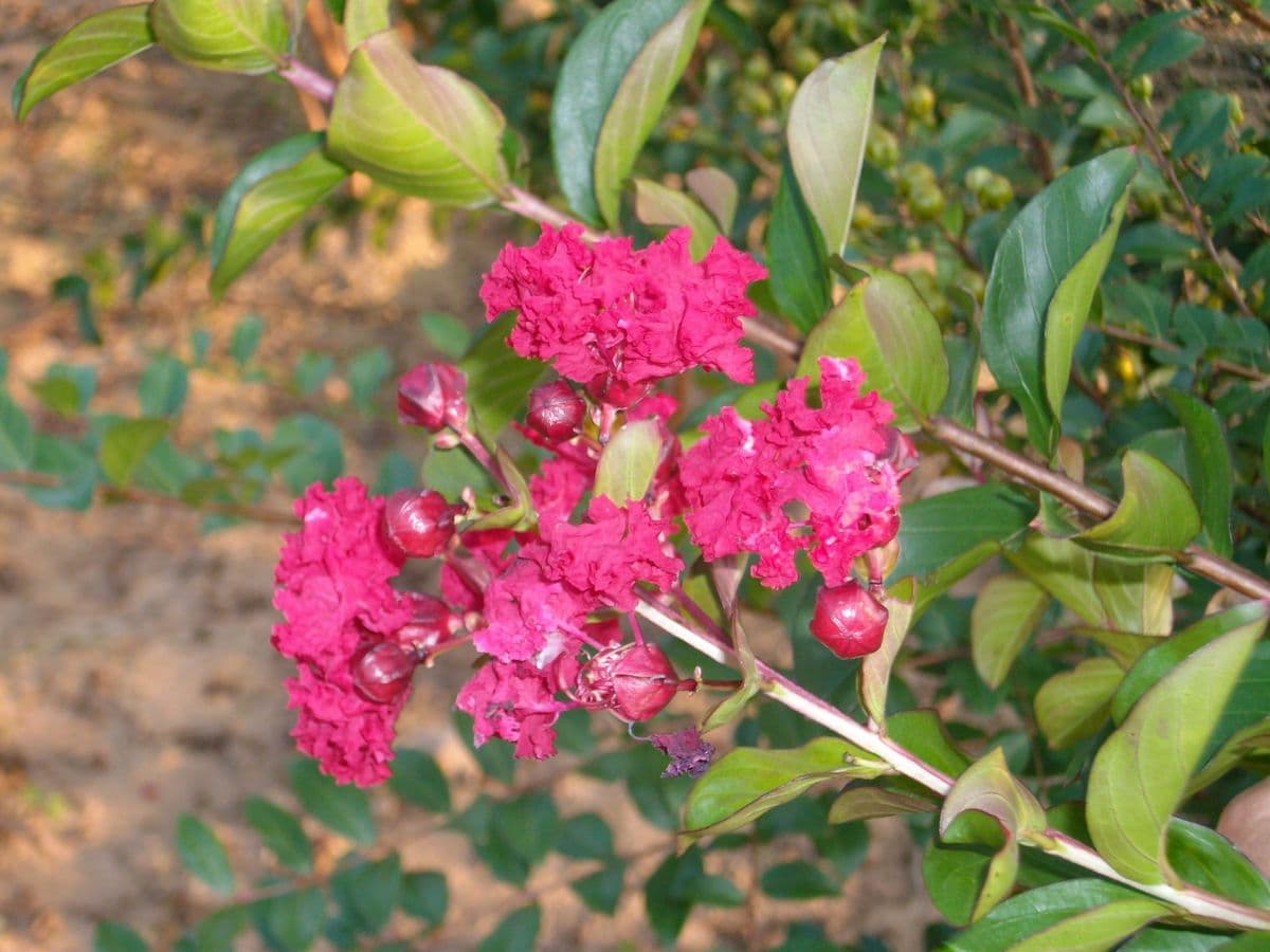 Wanamaker Nursery Inc