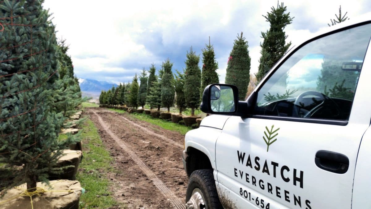 Wasatch Evergreens