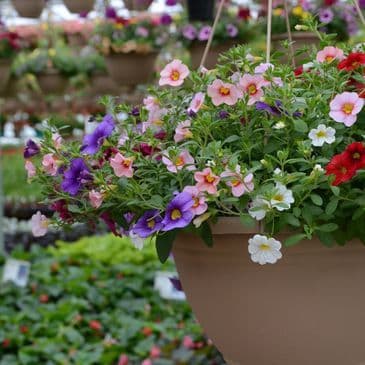 Washington Greenhouse