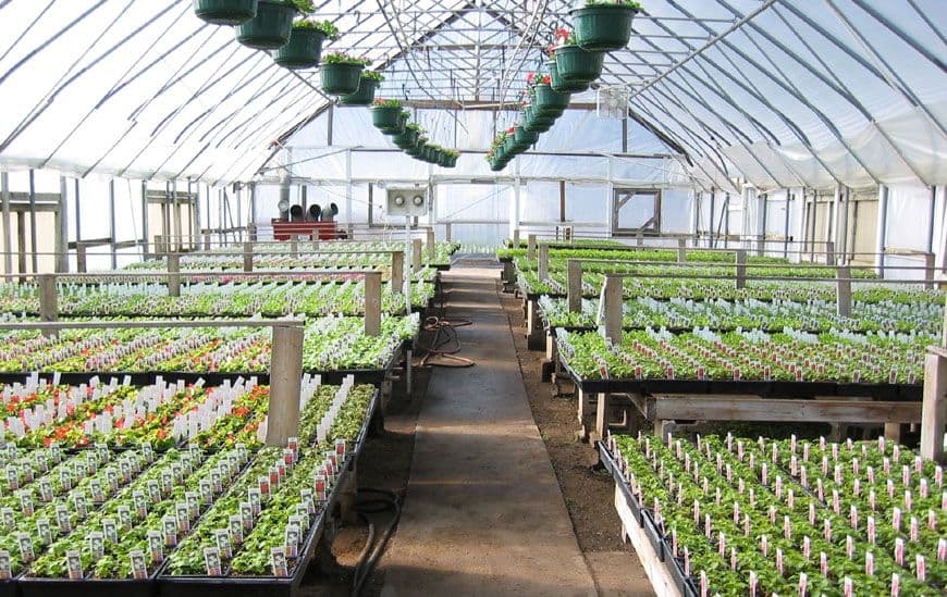 Weber's Green House