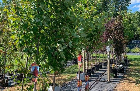 Wells Creek Nursery