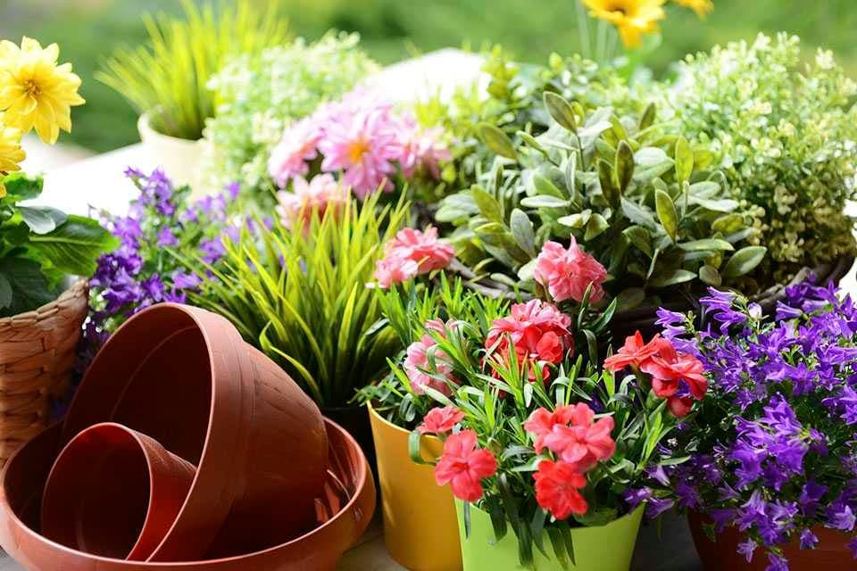 Wentworth Nursery