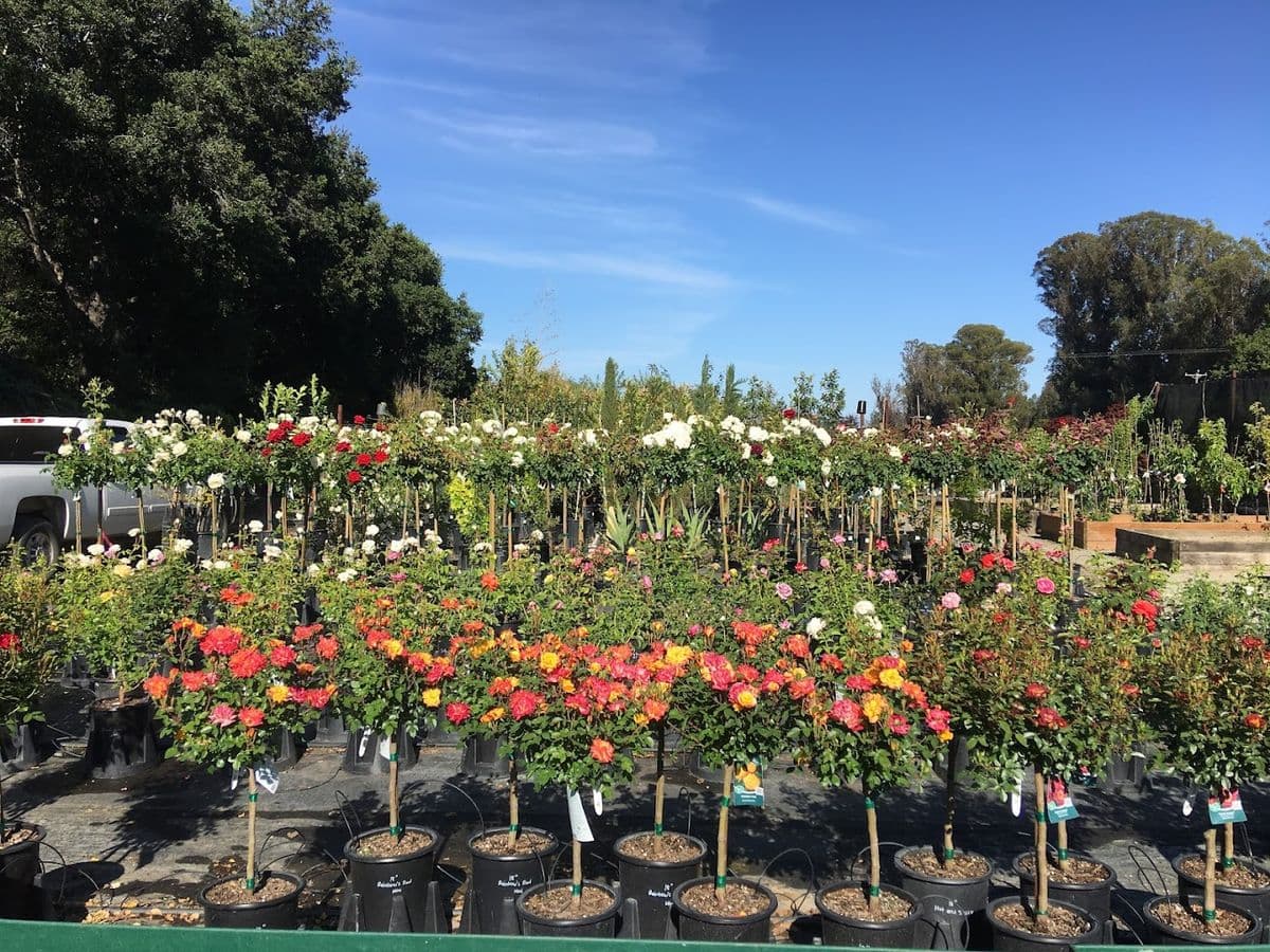 West Side Nursery