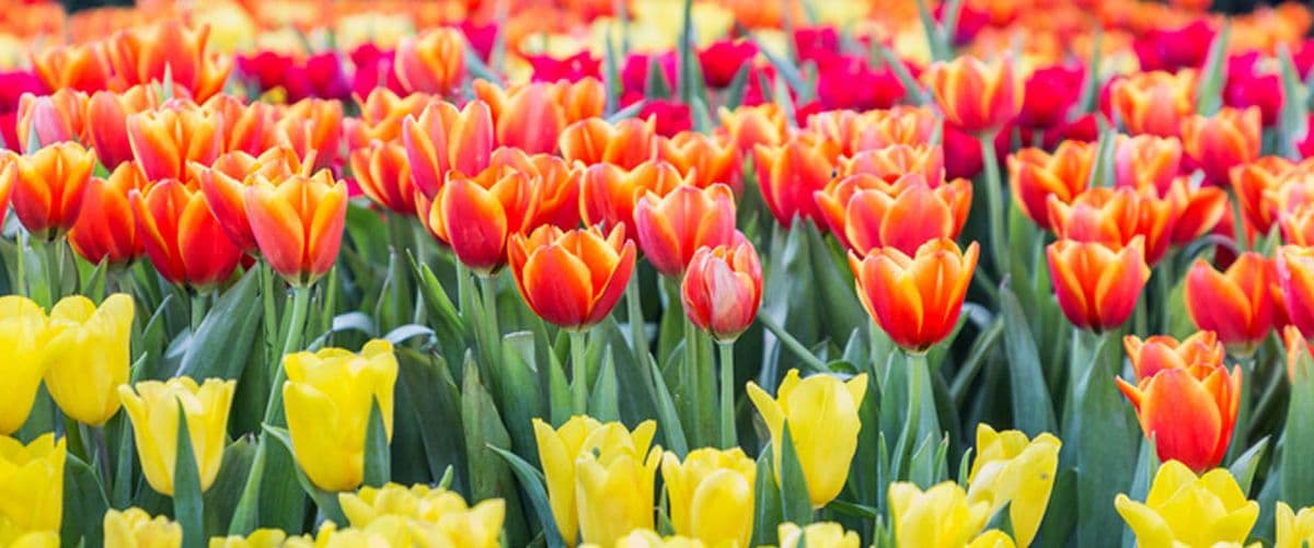 Westminster Nursery & Garden Center