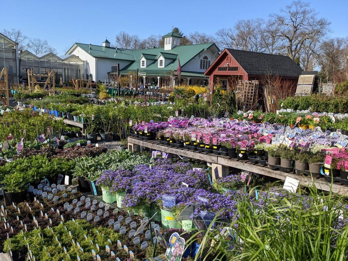 Weston Nurseries of Chelmsford