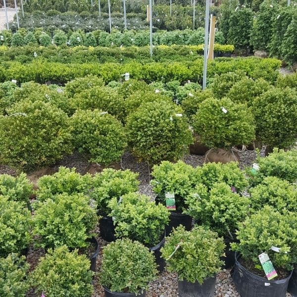 Weston Nurseries Wholesale