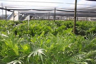 Westwind Nursery Inc