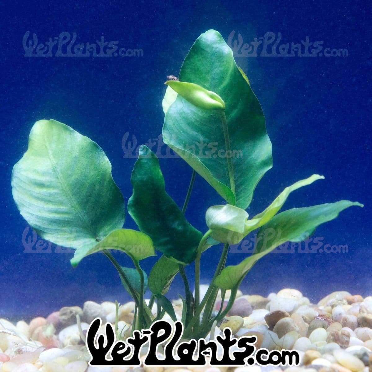 Wetplants