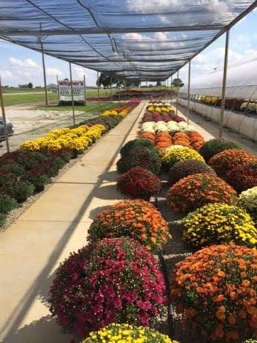 Whipker's Market & Greenhouse