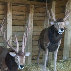 Whispering Pines Tree Farm