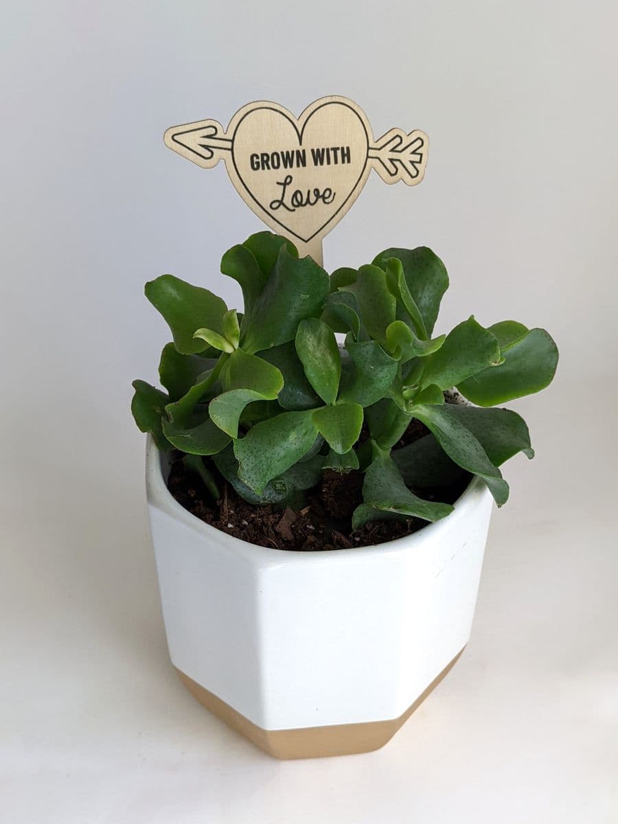 White Whale Plants And Decor