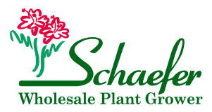 Wholesale Plants