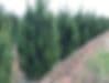 Wholesale Tree LLC