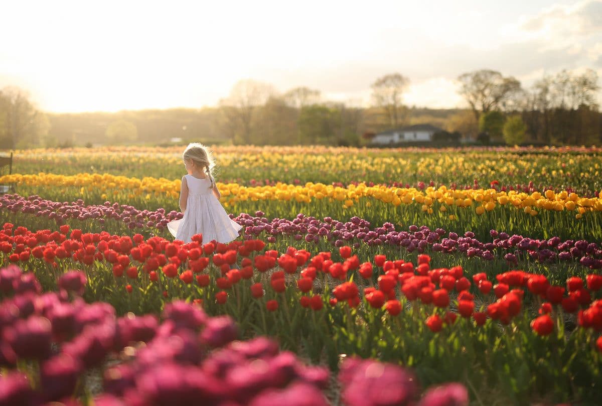 Wicked Tulips - Johnston, RI