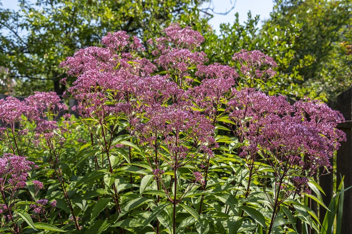 Wicklein's Native Plants