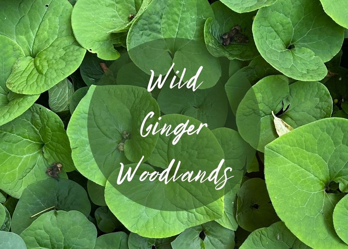Wild Ginger Woodlands