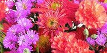 Wild Rose Floral & Gifts