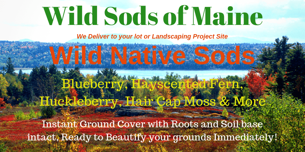 Wild Sods of Maine