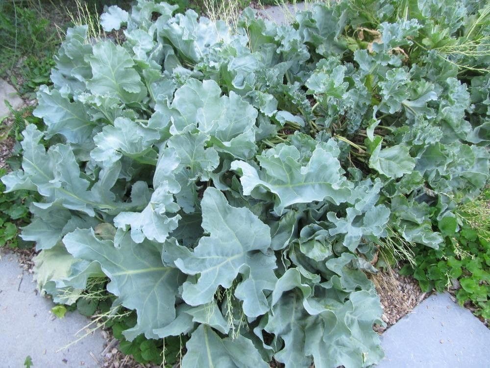 Wild Sprout Farm and Nursery