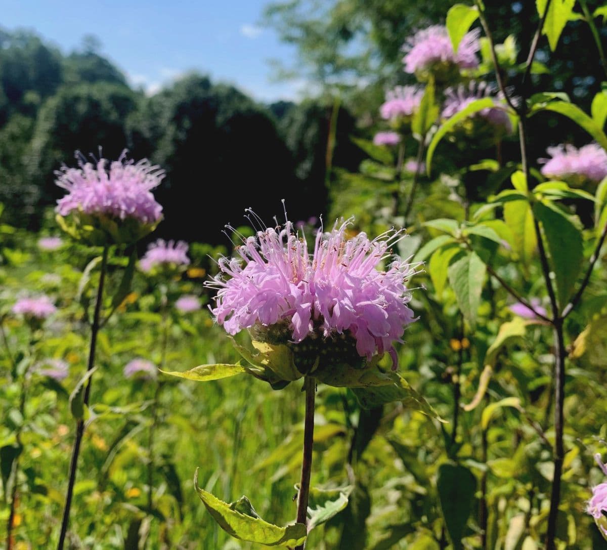 Wildbud Natives