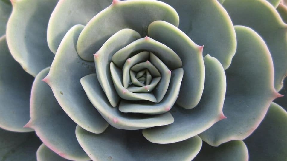 Wilde Oaks Nursery
